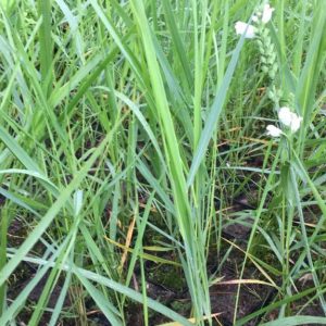 Просо прутьевидное