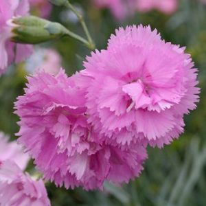 Гвоздика перистая "Roseus"