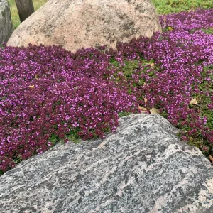 Тимьян ползучий "Magic Carpet"