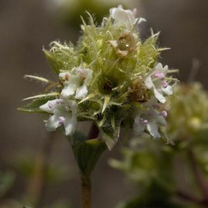 Тимьян мастичный