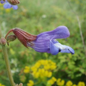 Шалфей раскрытый