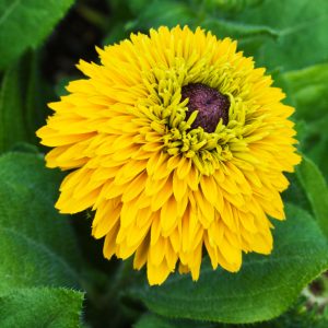 Рудбекия волосистая "Maya"