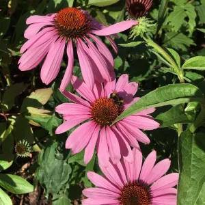 Эхинацея пурпурная "Verbesserte Leuchtstern"