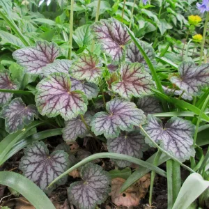 Гейхера американская "Dale`s Strain"