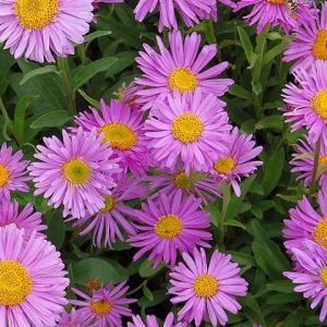 Астра альпийская "Happy End"