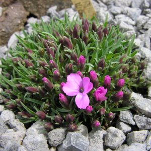 Гвоздика мелкочешуйчатая