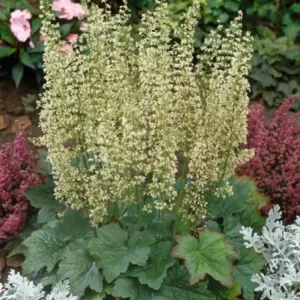 Гейхера волосистая