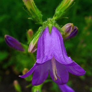 Колокольчик сибирский