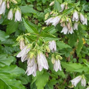 Колокольчик Такесима