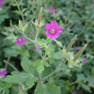 Герань юшинойская