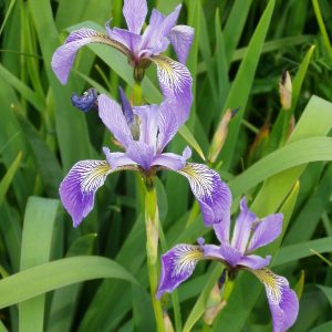 Ирис версиколор