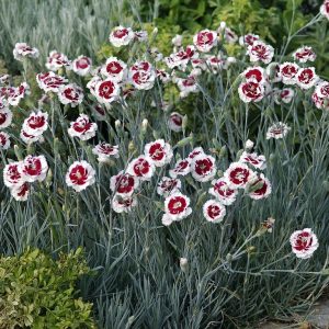 Гвоздика Эльвуда