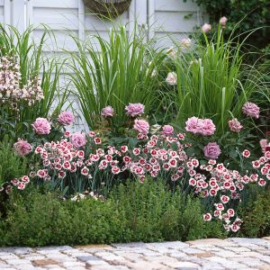 Гвоздика Эльвуда