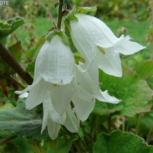 Колокольчик чесночницелистный