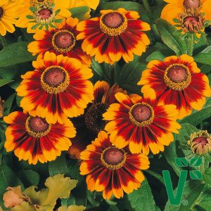 Рудбекия волосистая "Toto Rustic"