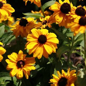 Рудбекия волосистая "Goldilocks"