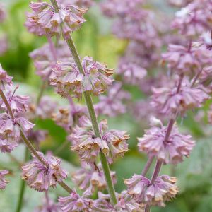 Шалфей напифолистный