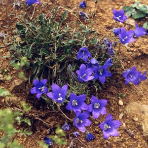 Колокольчик Оше