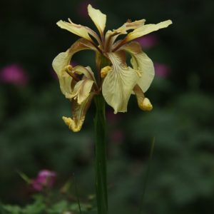 Ирис вонючий var. citrina