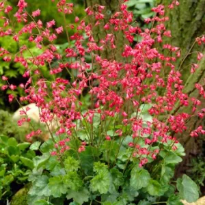 Гейхера кроваво-красная "Leuchtkäfer"