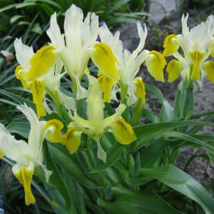 Ирис бухарский