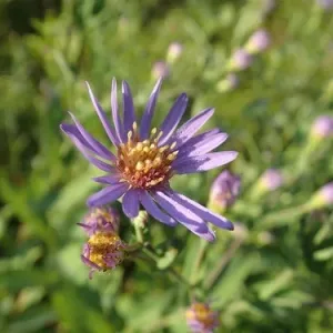 Астра голая