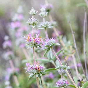 Шалфей белолистный