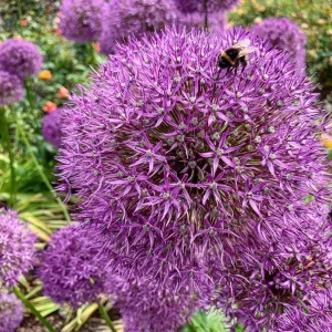 Лук стебельчатый