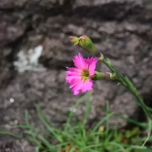 Гвоздика лесная