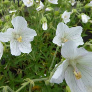 Герань луговая f. albiflorum