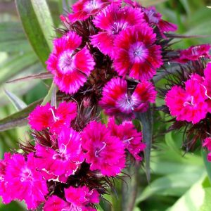 Гвоздика турецкая "Oeschberg"