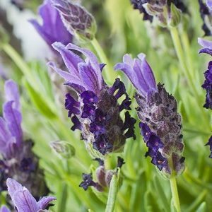 Лаванда стэхадская "Bandera Purple"