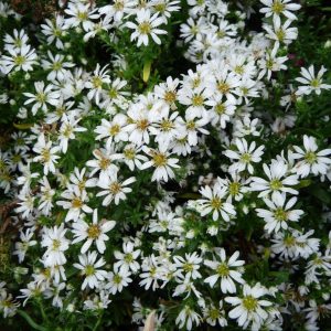 Астра вересковая