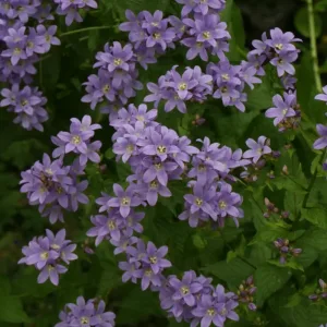 Колокольчик молочноцветковый