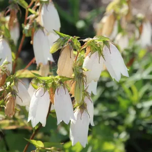 Колокольчик Такесима "Alba"