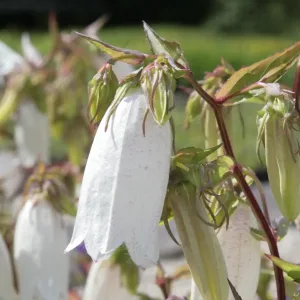 Колокольчик Такесима "Alba"