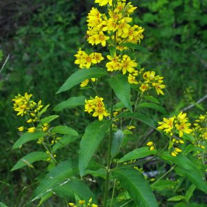 Вербейник обыкновенный