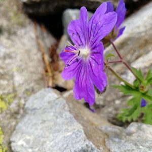 Герань голостебельная