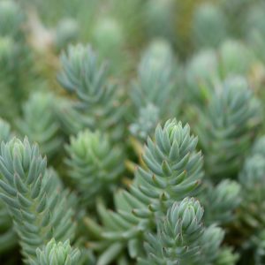 Очиток отогнутый