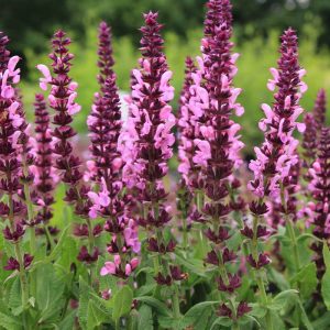 Шалфей дубравный "Merleau Rose"