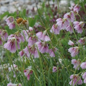 Лук нарциссоцветный