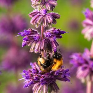 Шалфей вертикальный