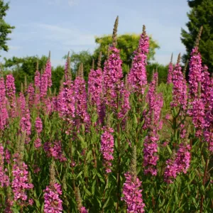 Дербенник крылатый