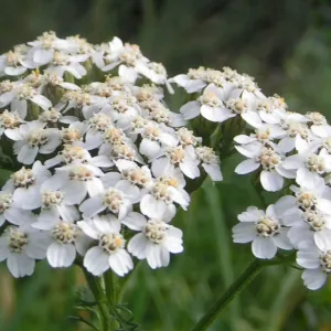 Тысячелистник обыкновенный