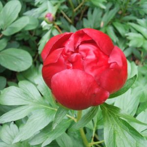 Пион иноземный