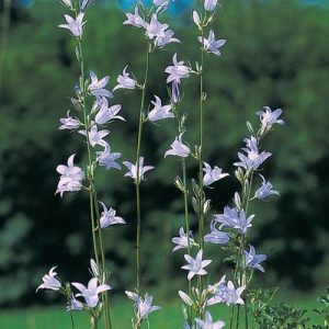 Колокольчик рапунцель