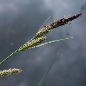 Осока островидная