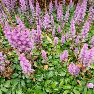 Астильба китайская карликовая