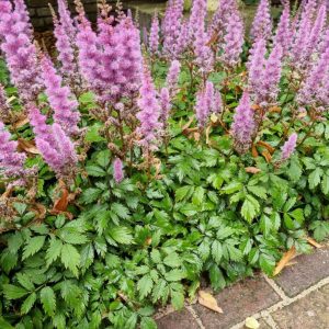 Астильба китайская карликовая