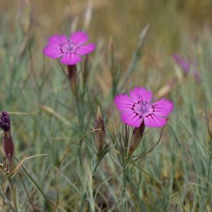 Гвоздика белоусовая